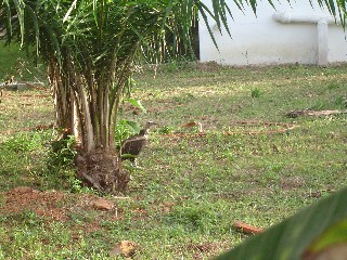 Vultures at home